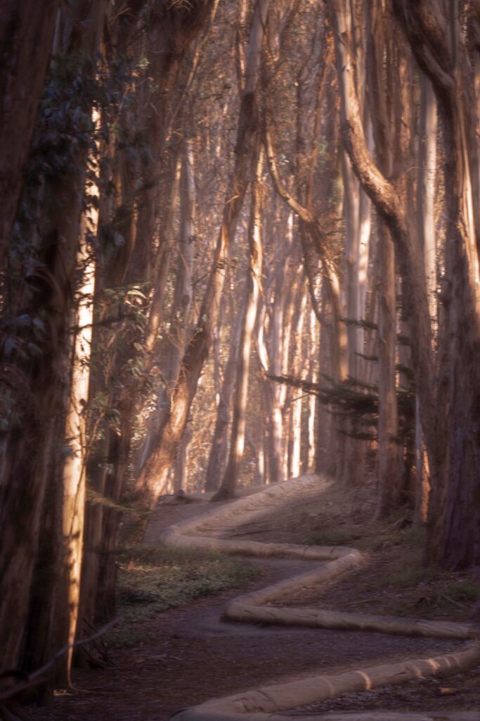 Art Installation at the Presidio