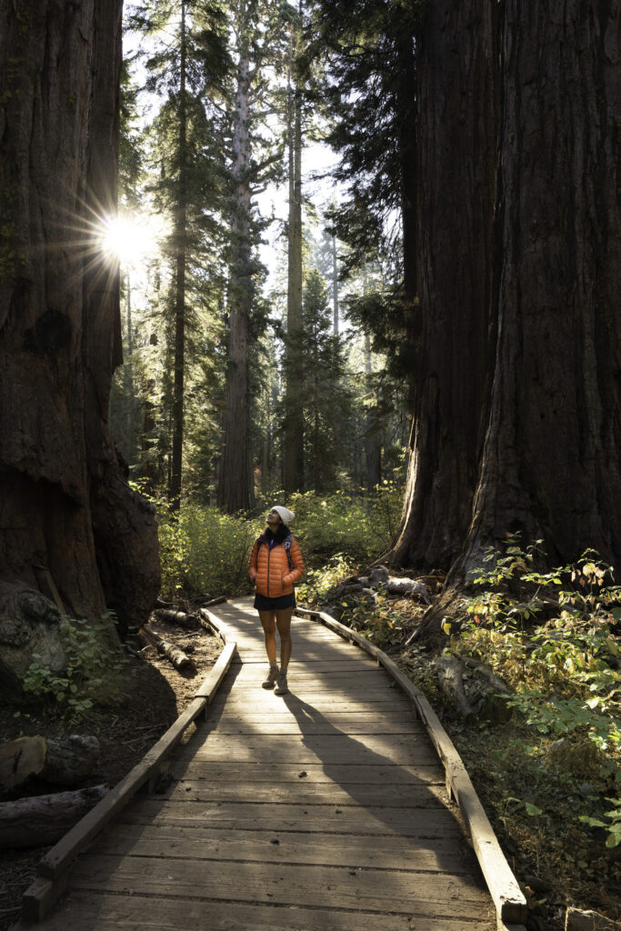 Hiking the paved trails at Big Trees State Park in Murphys