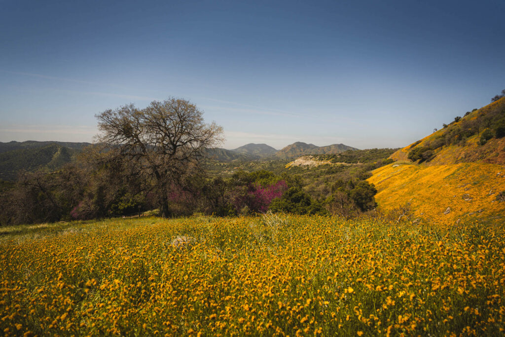 Things to do in Sequoia in Spring, see wildflowers