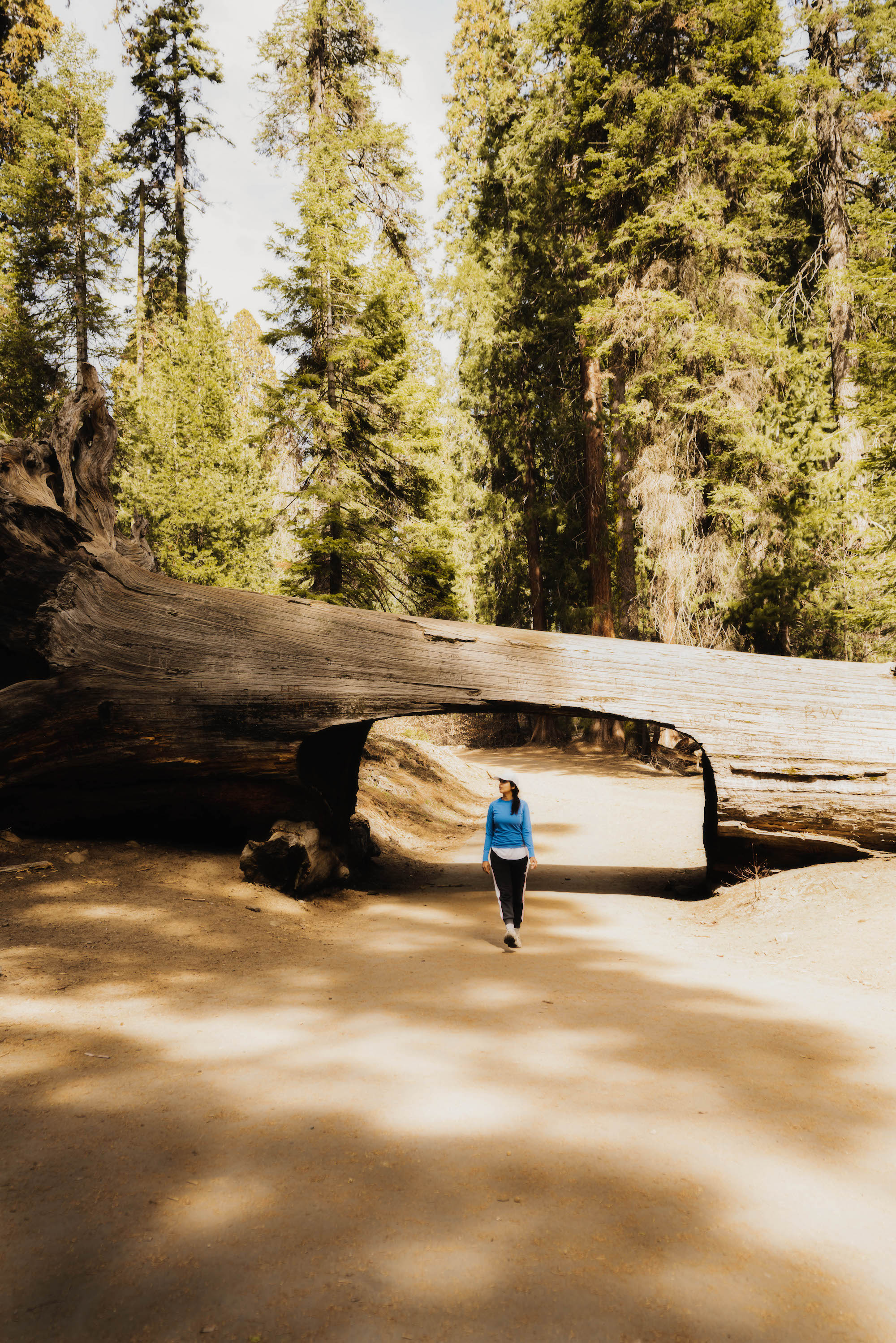 Add hiking to Tunnel Log in list of things to do in Sequoia National Park