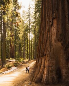 Sequoias next to tunnel log