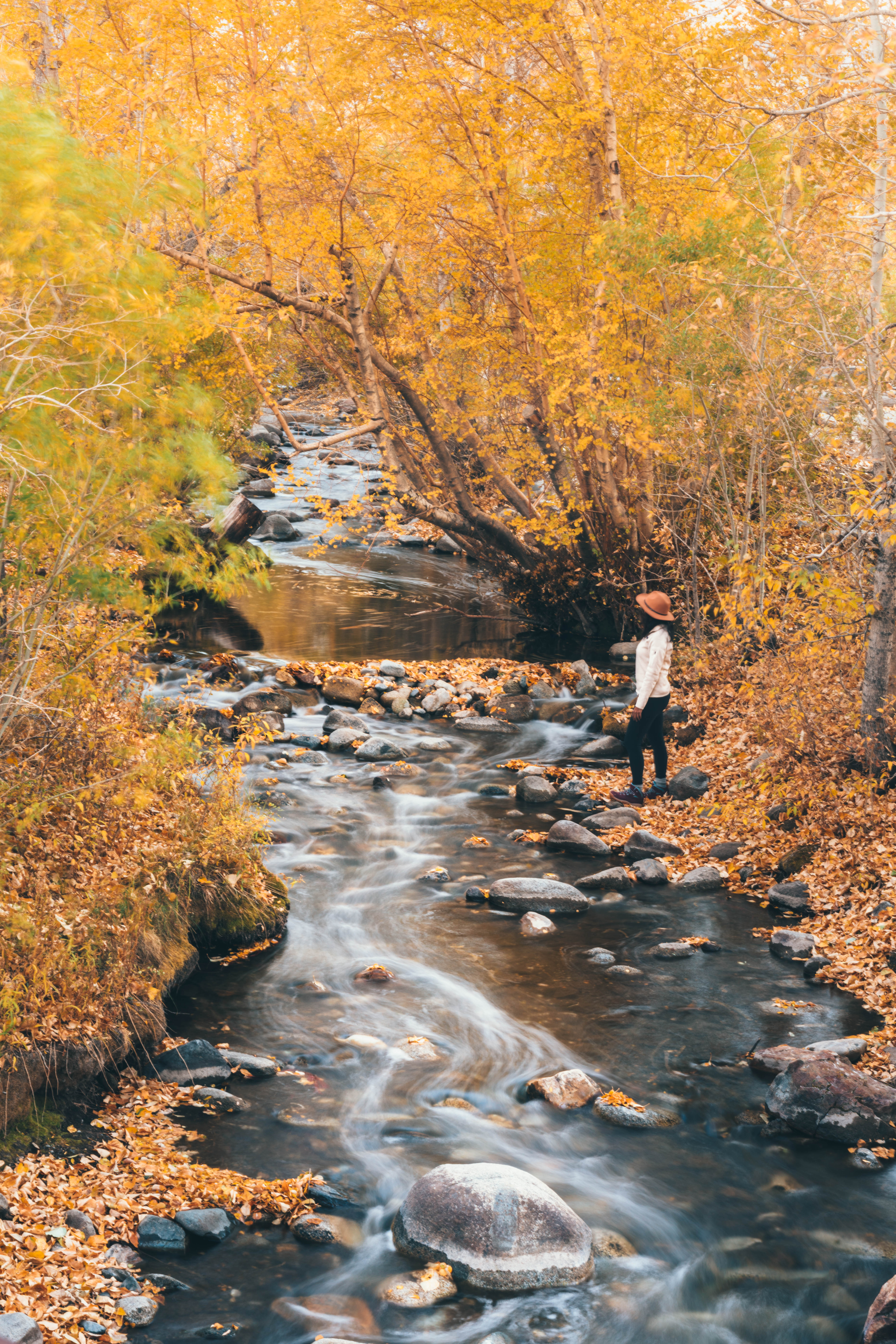 Fall colors at the creek