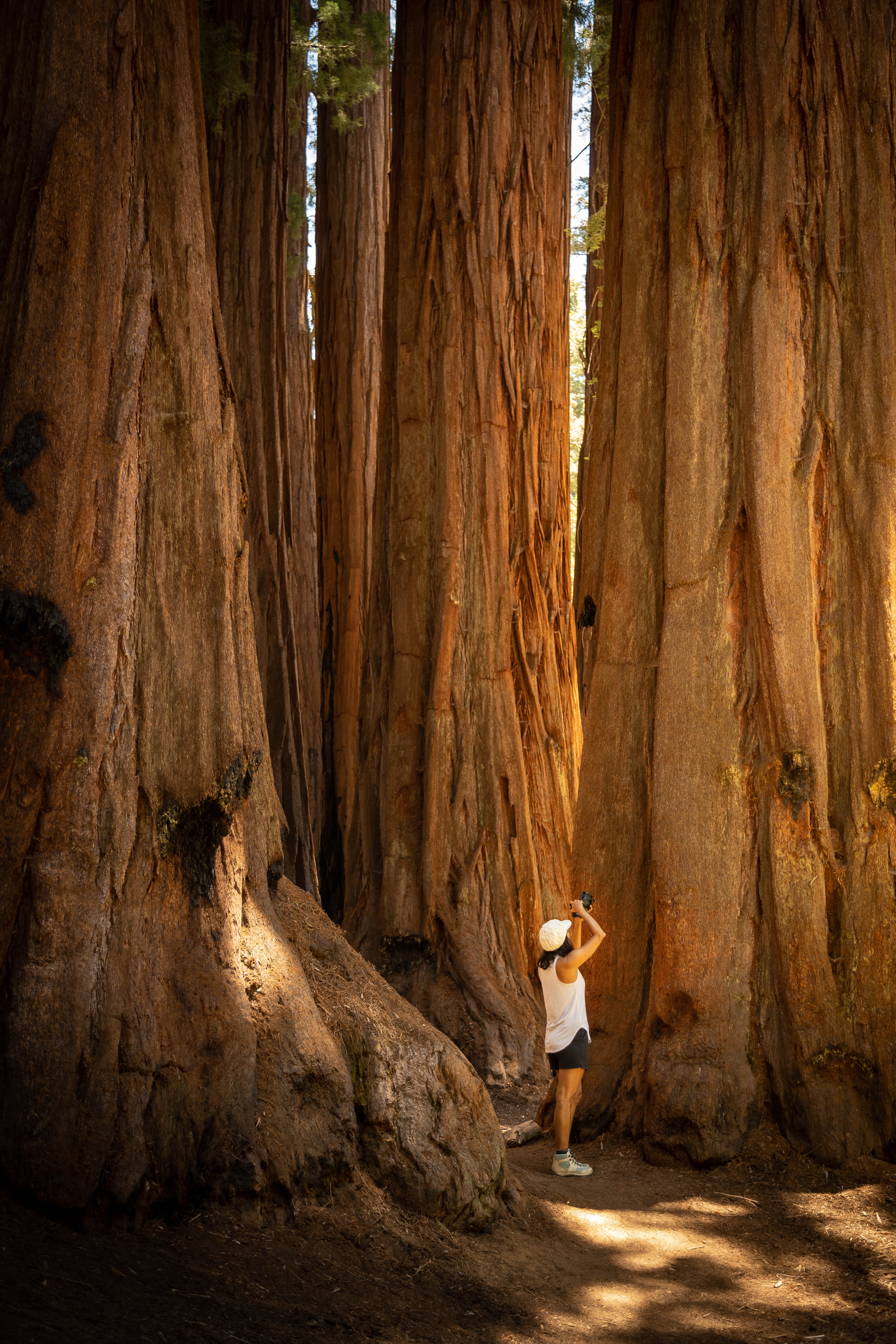 Sequoia Trees at the national park