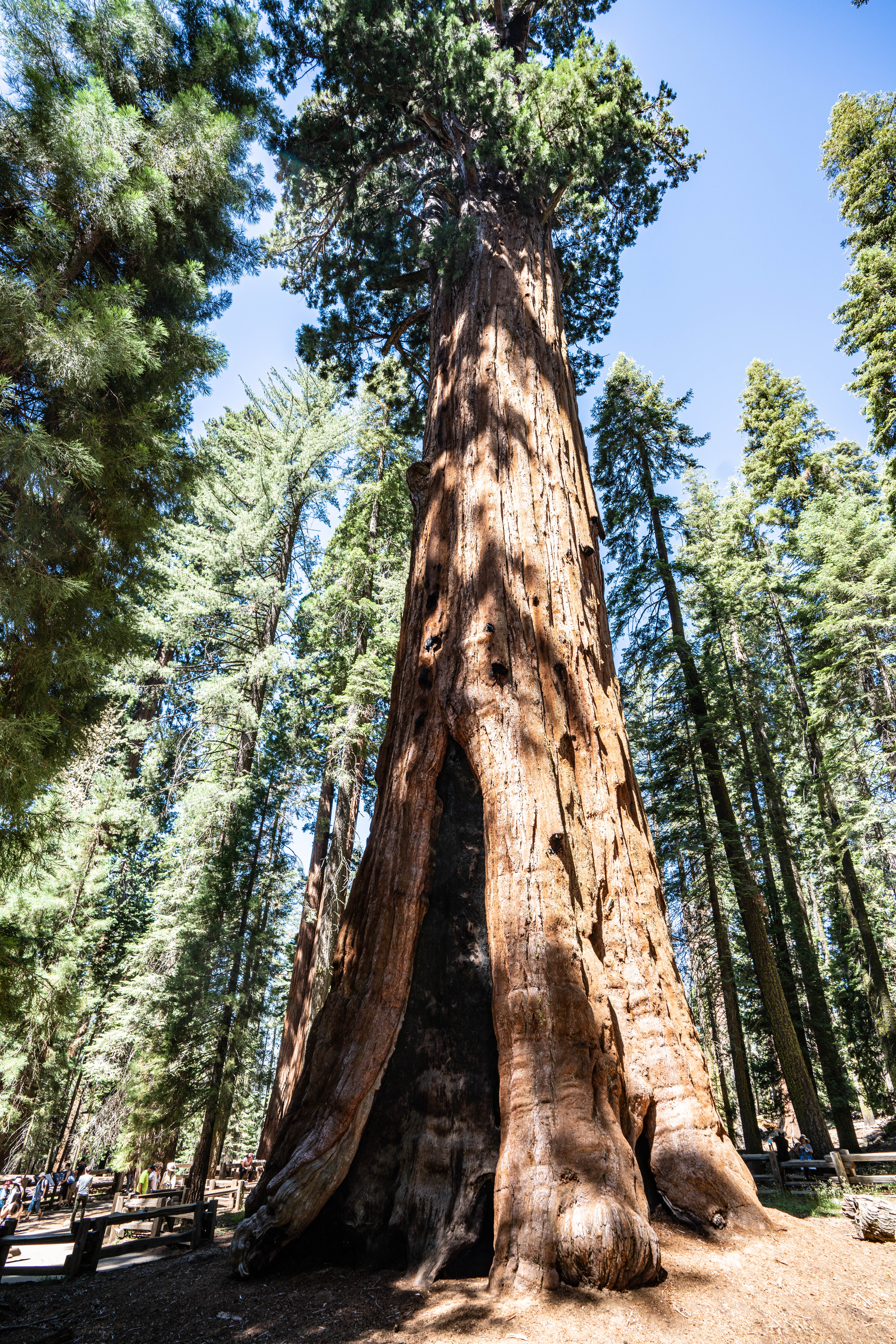 Tallest Tree in the world