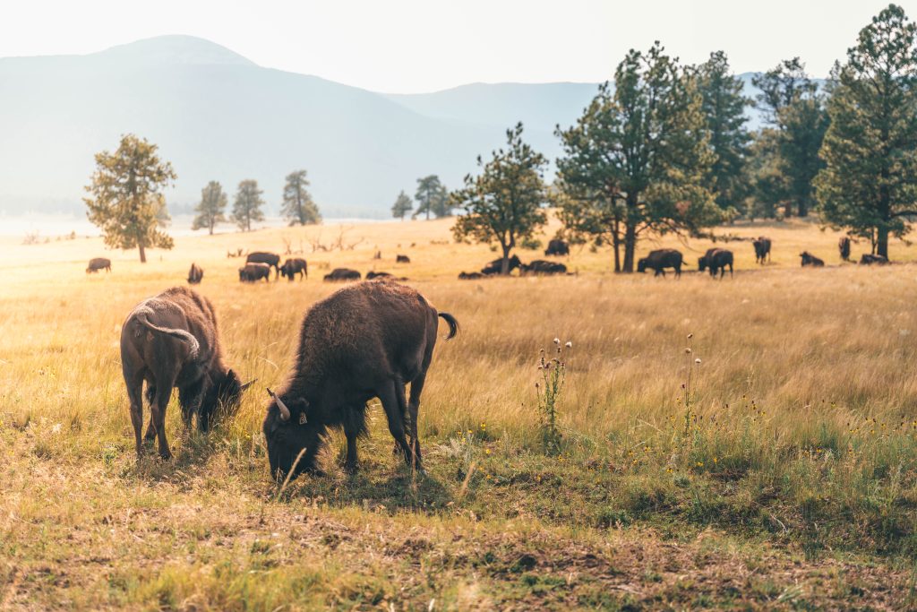 Bison sighting in Vermejo, New Mexico