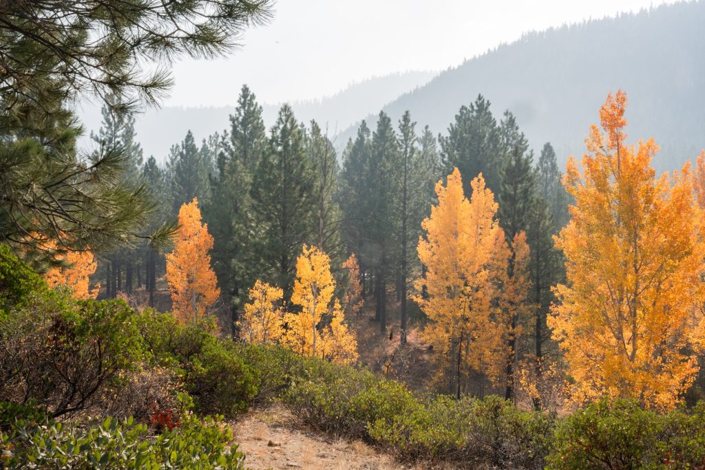 the fall colours in Bend, Oregon