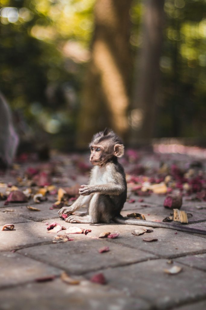 bali monkey