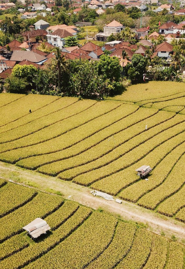 rice fields in bali